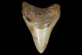 Fossil Megalodon Tooth - North Carolina #98983-1